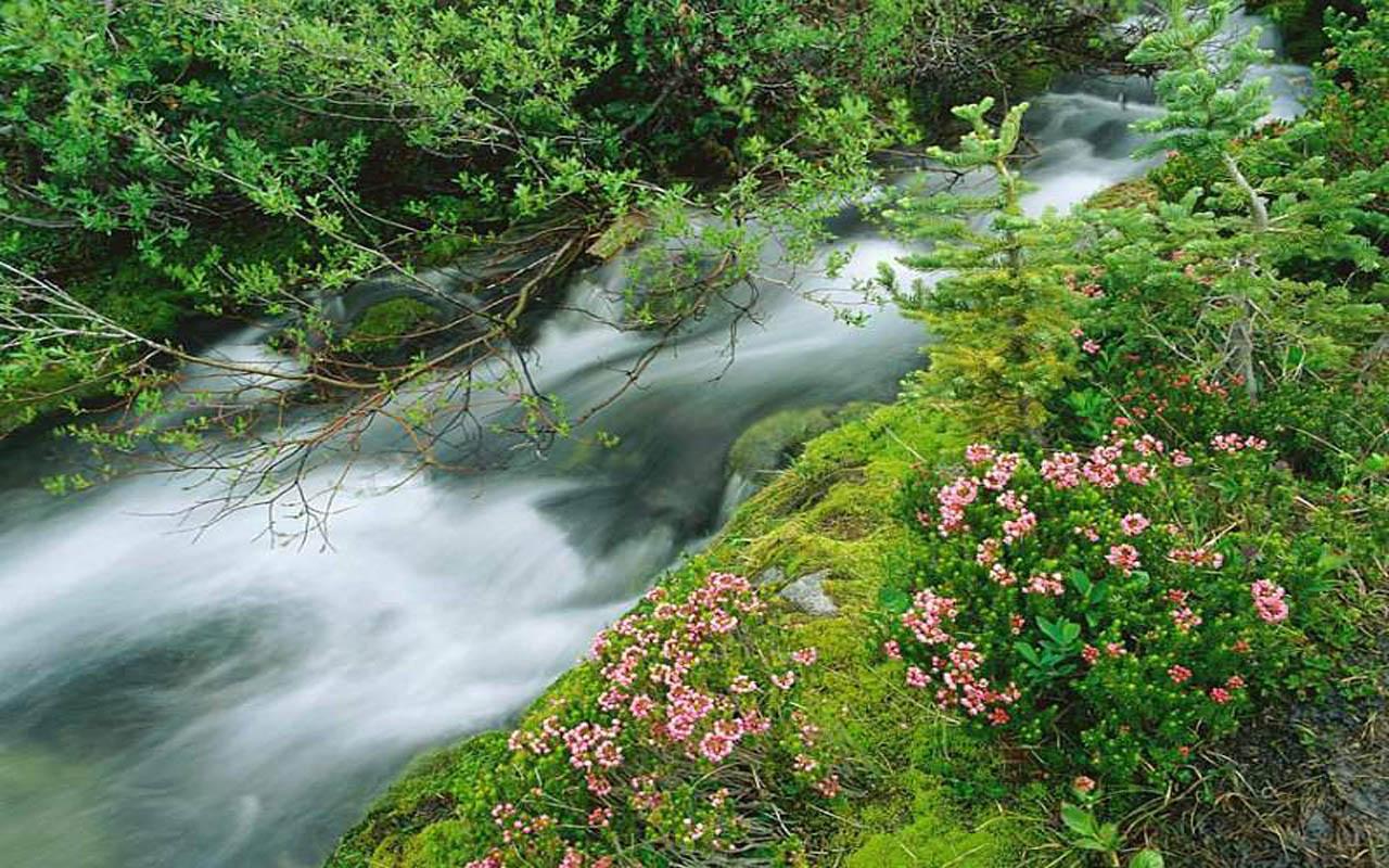 обои Летний водопад фото