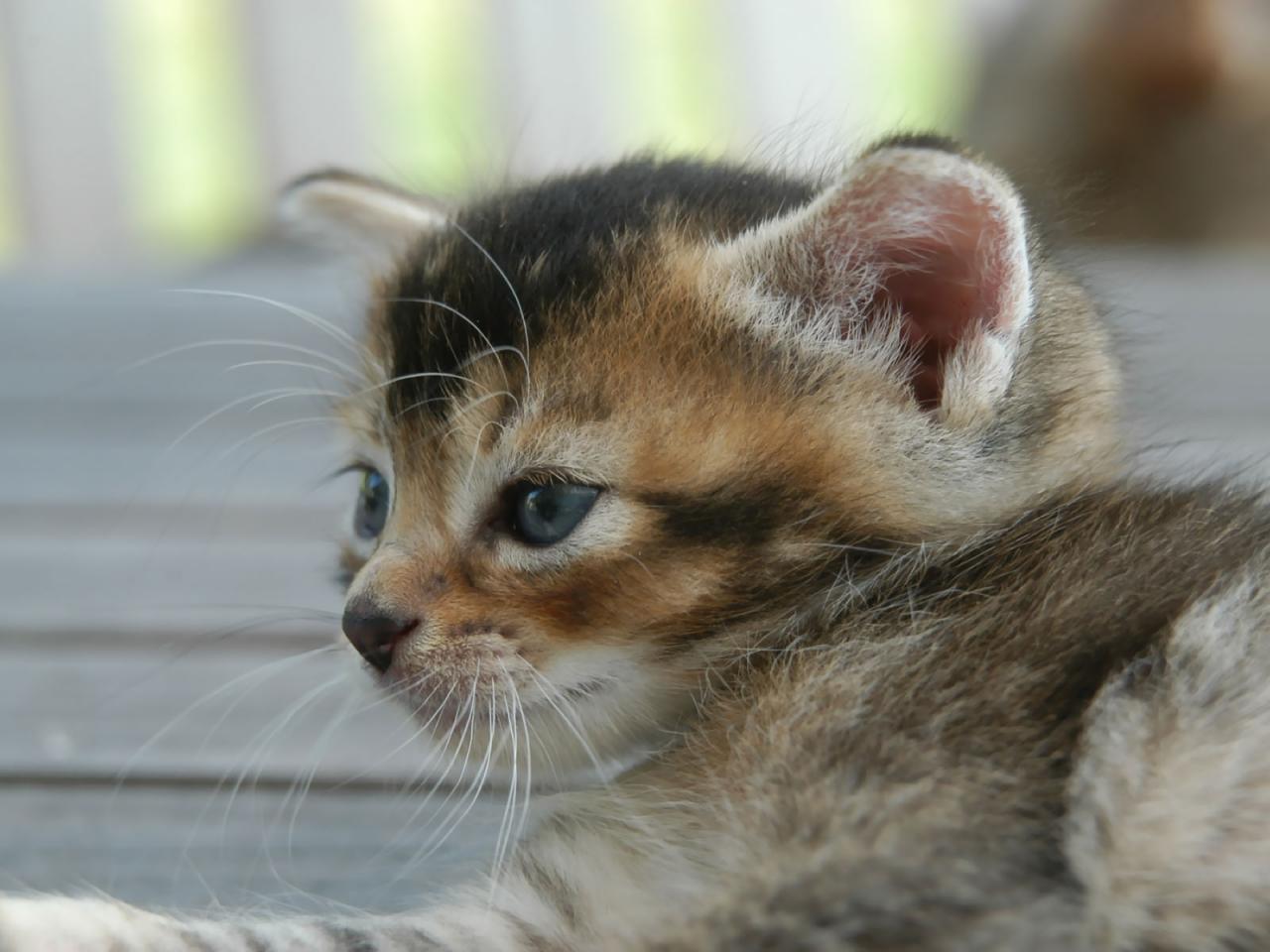 обои Blue eyed kitten фото