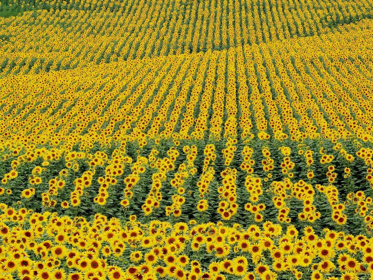 обои Sunflowers,   Andalucia,   Cadiz Province,   Spain фото