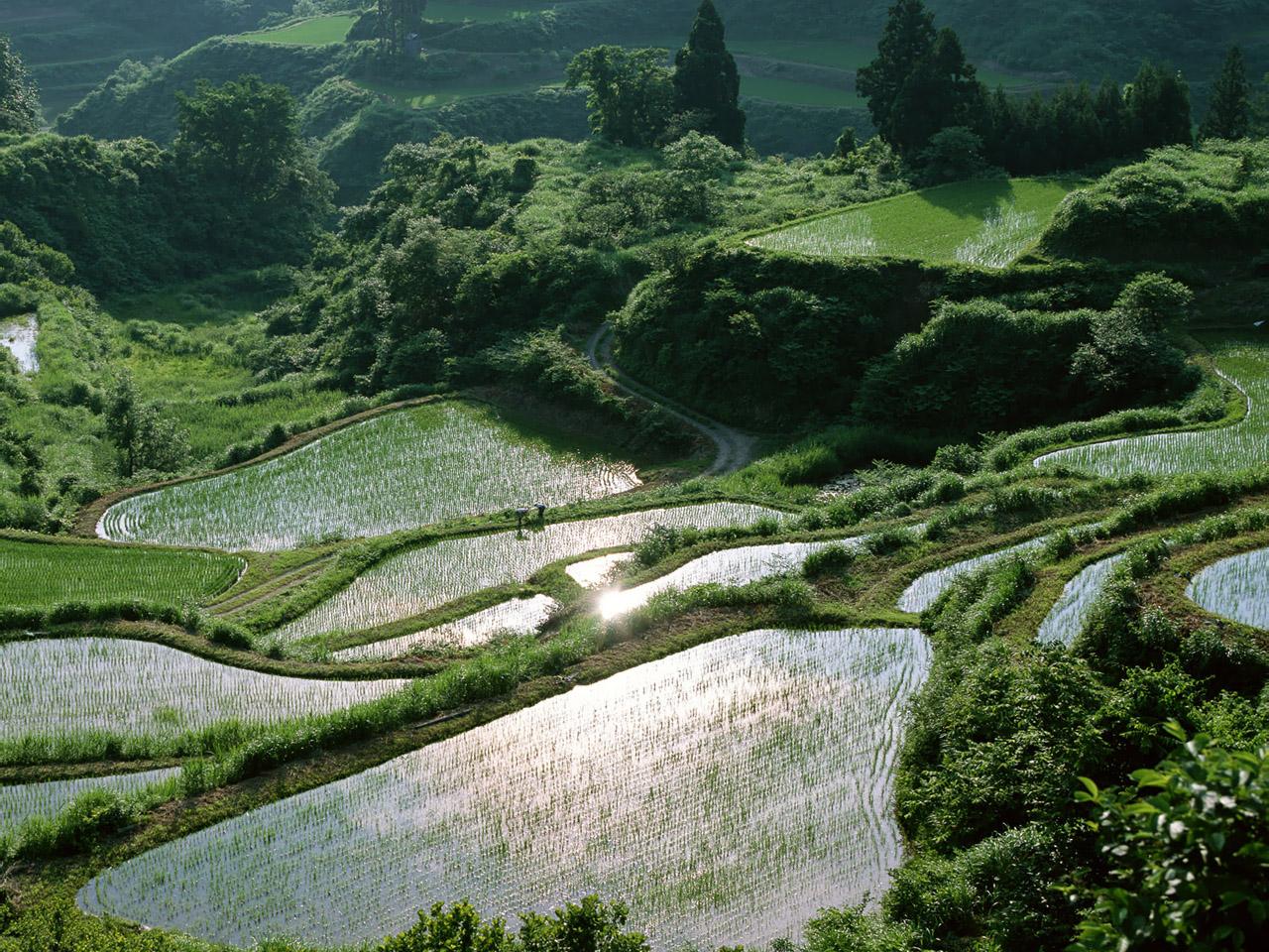 обои Рисовые поля Японии фото