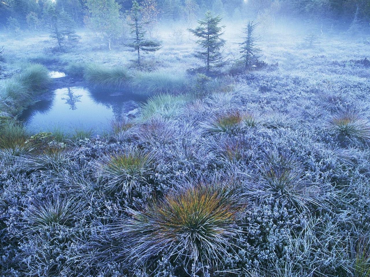 обои Peat Bog,   Vosges Mountains,   France фото