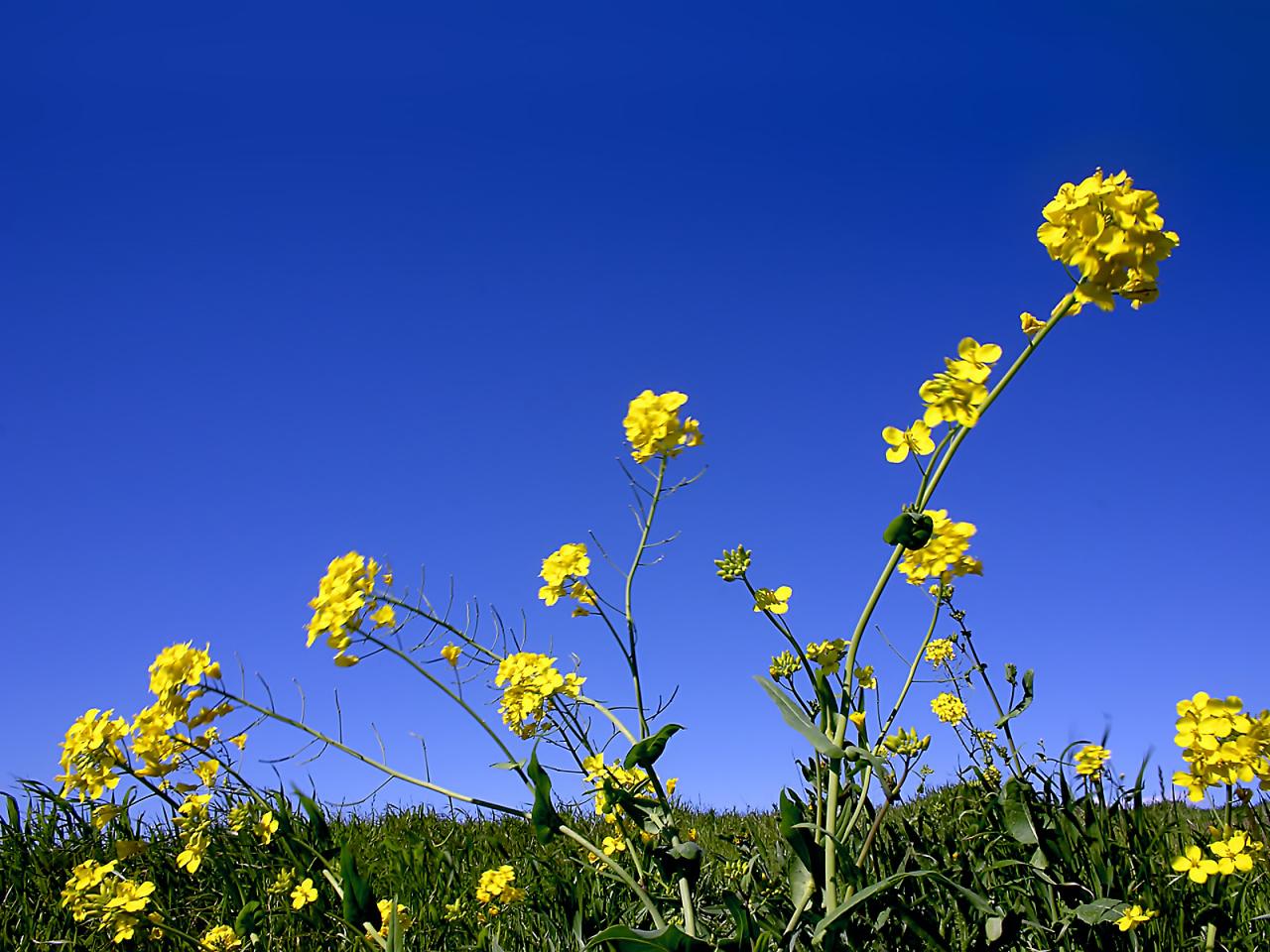 обои Yellow And Blue фото