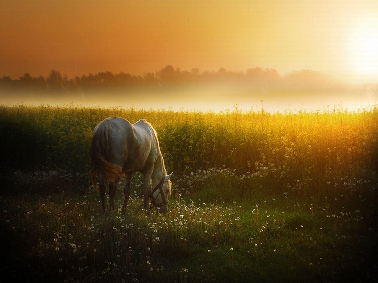 обои Лошадь на закате фото