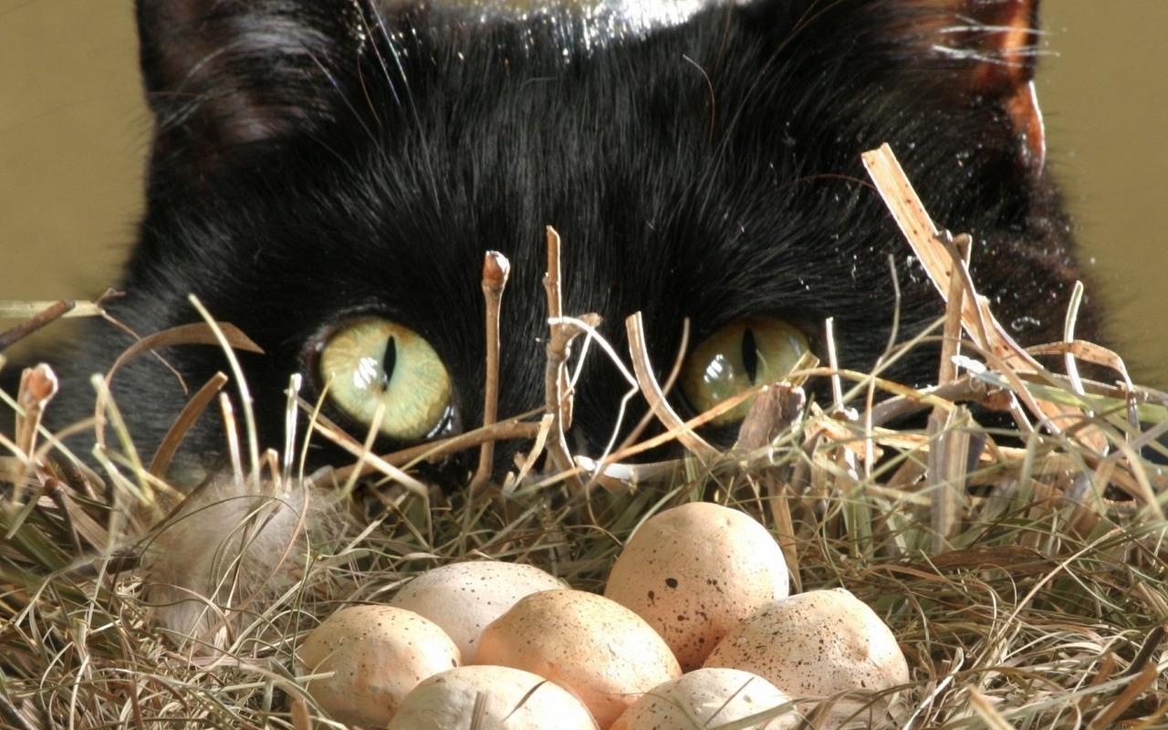 обои Кот и яйца фото