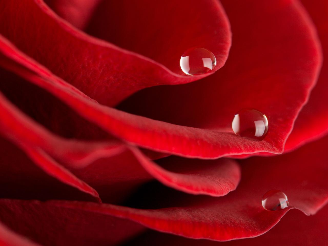 обои Красная роза с капельками росы фото