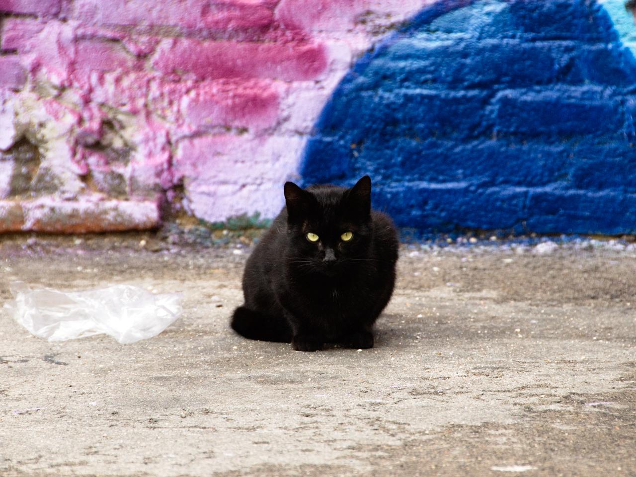 обои Черный кот в пестрой подворотне фото