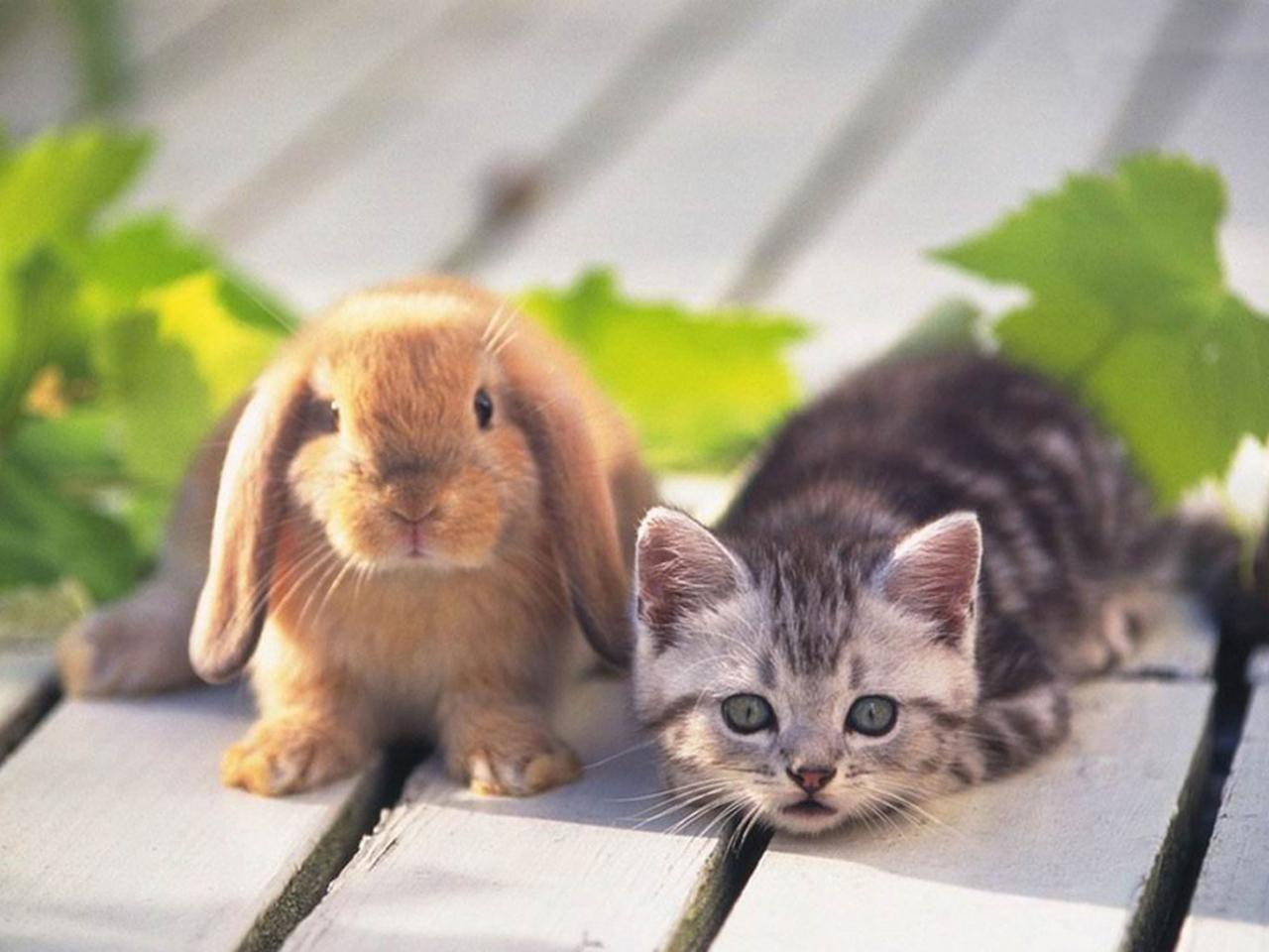 обои Кот и кролик фото