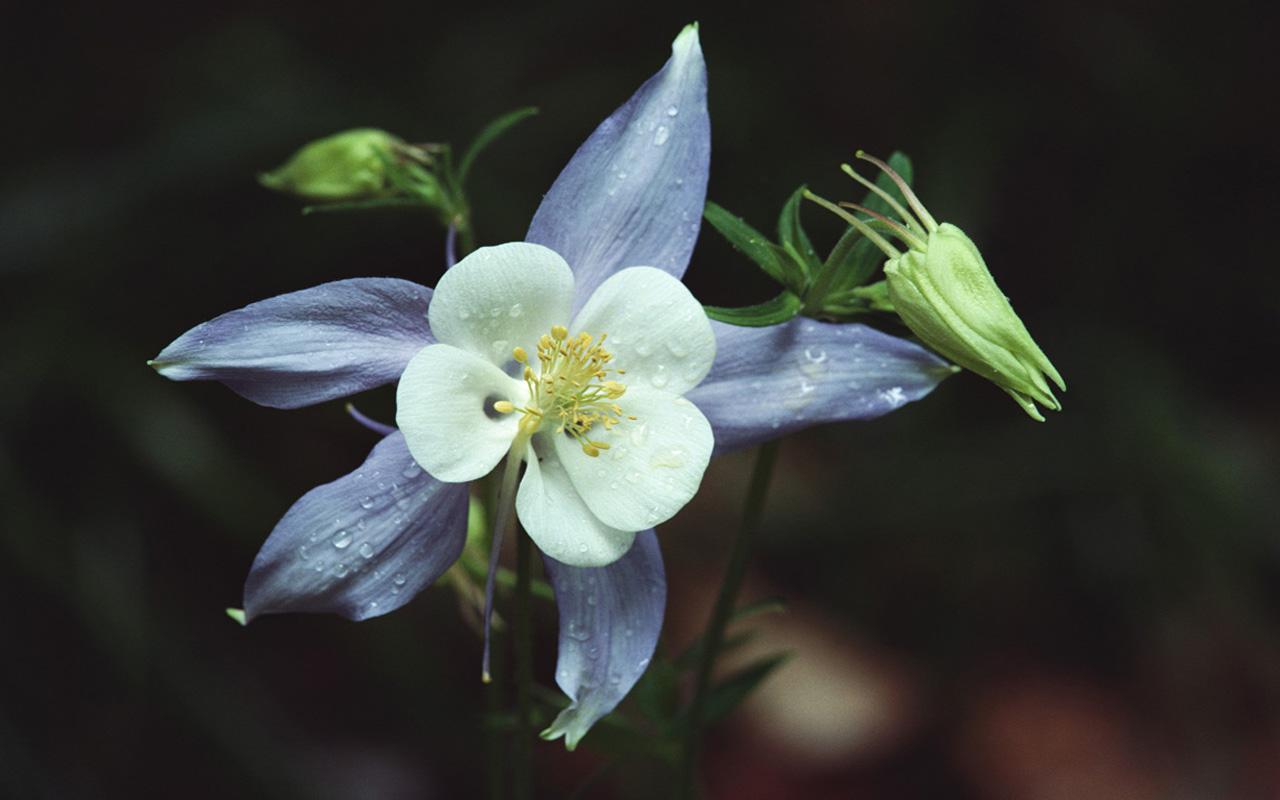 обои Белый цветок с голубой окантовкой фото