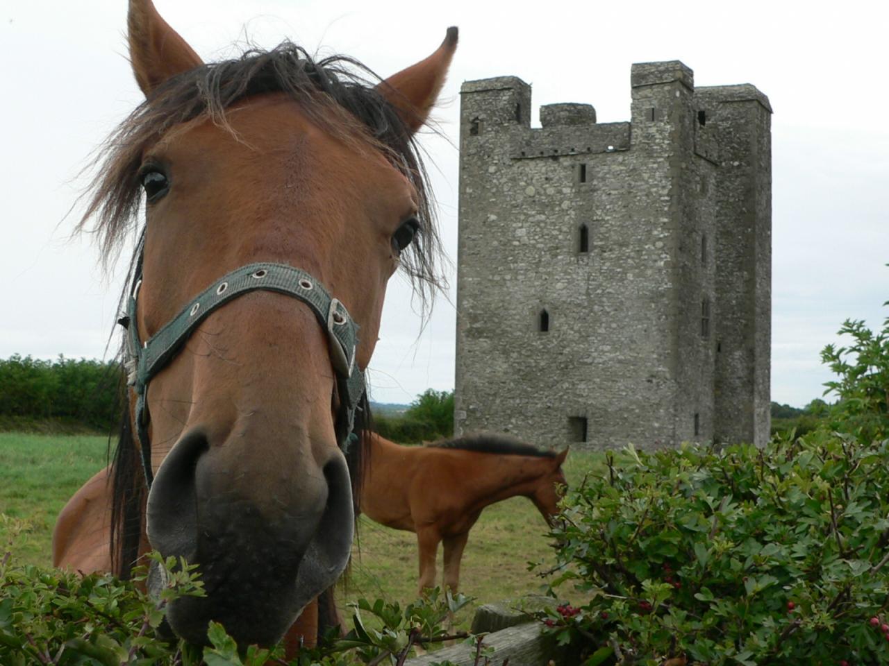 обои Лошадь и замок фото