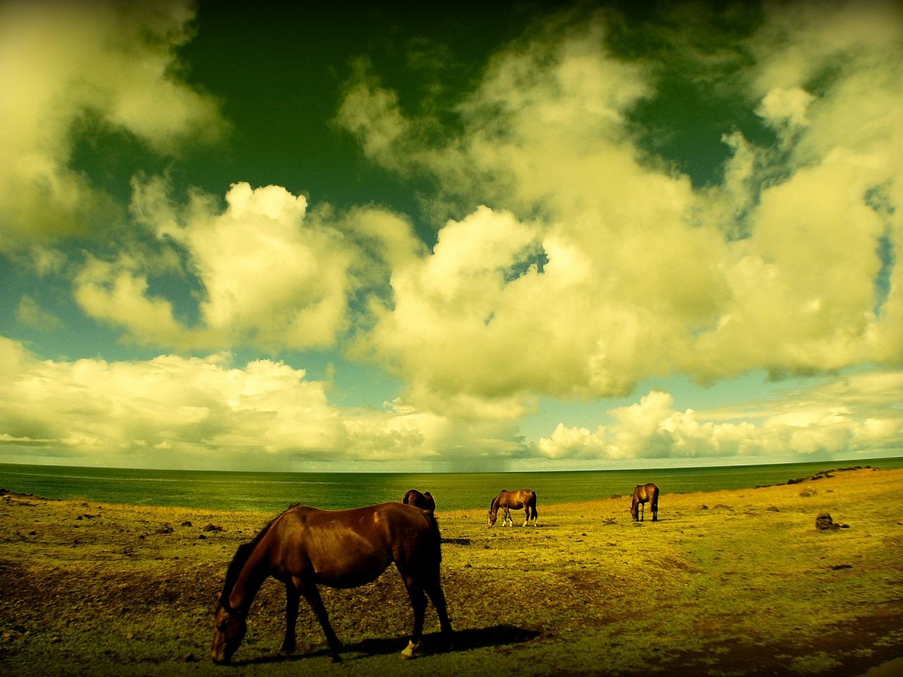 обои Лошади и небо фото