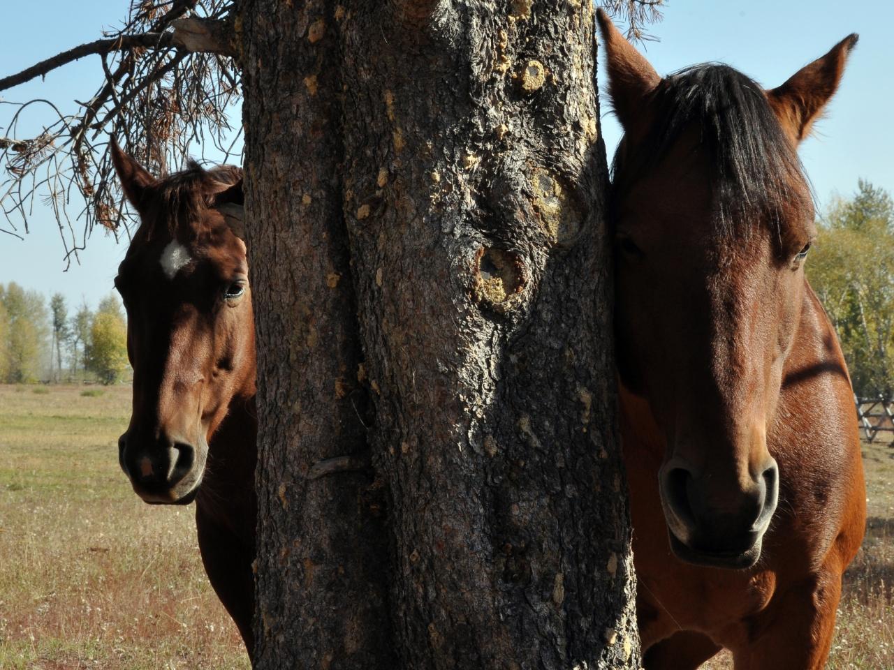 обои Лошади за деревом фото