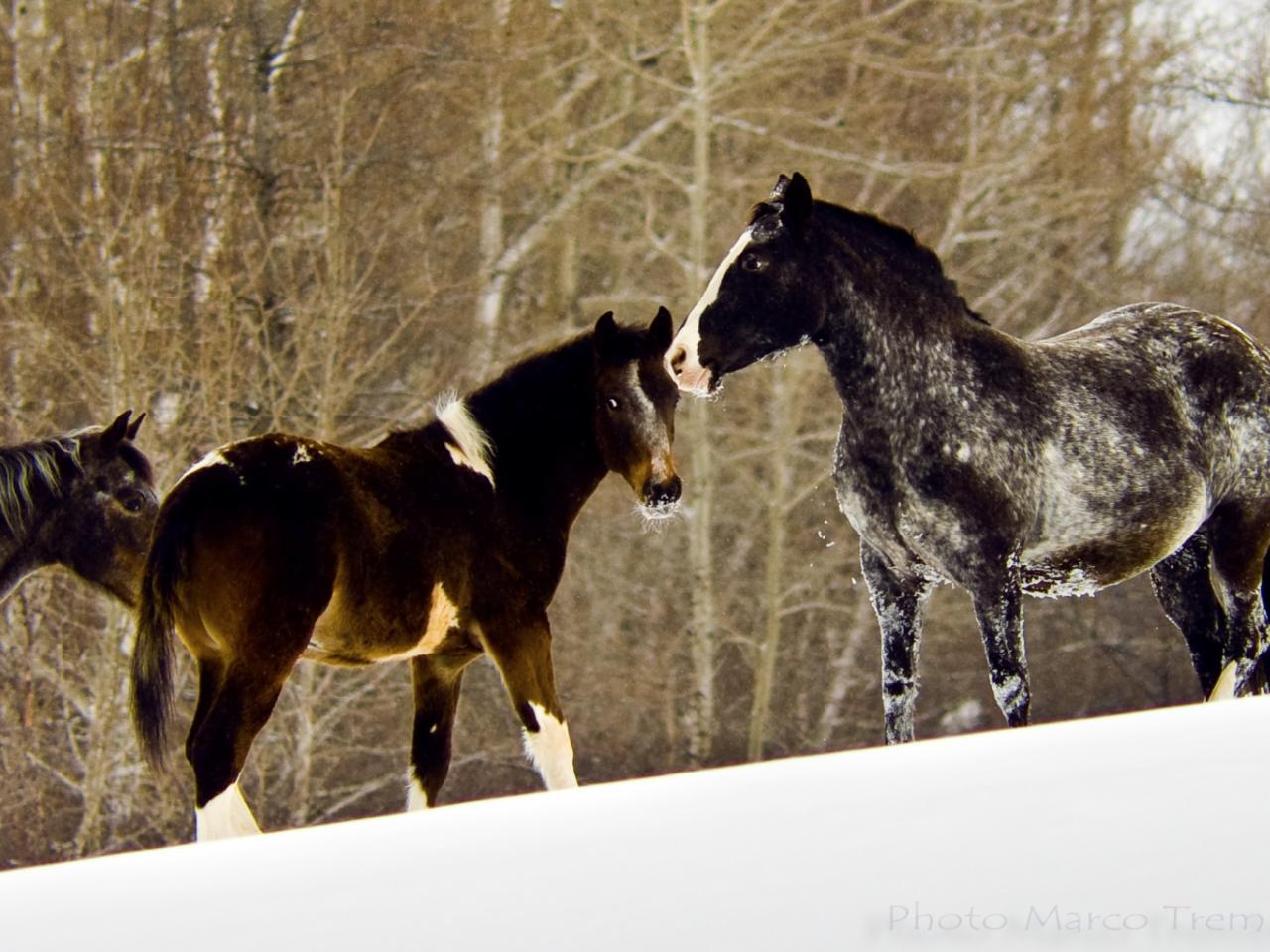 обои Снежные лошади фото