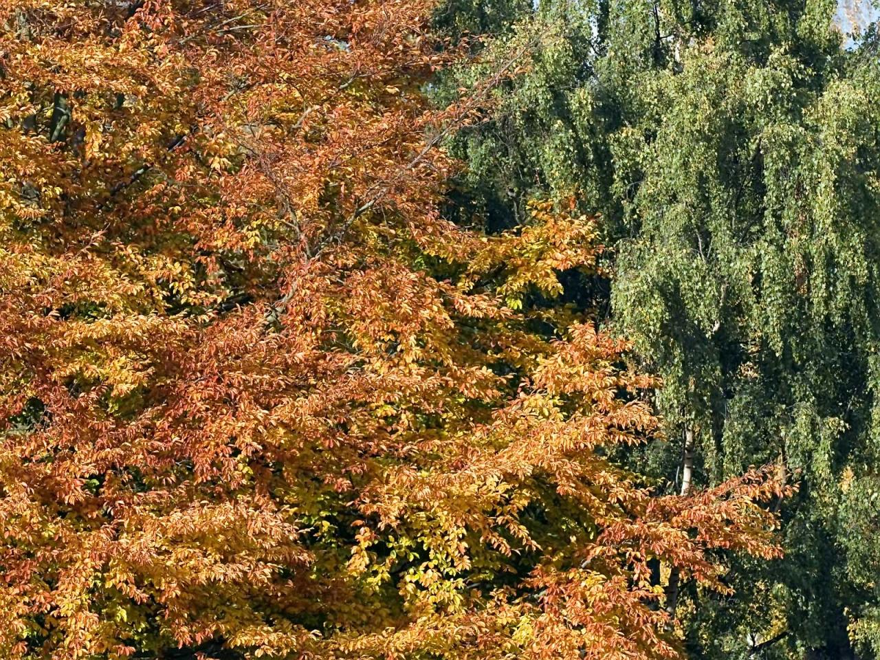 обои Golden autumn trees фото