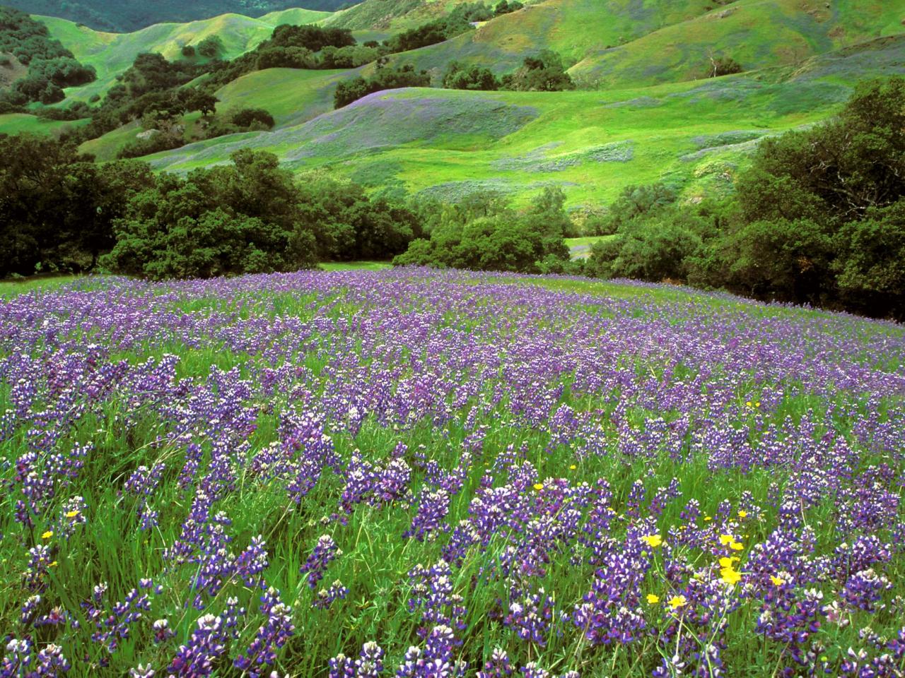 обои Красивый луг фото