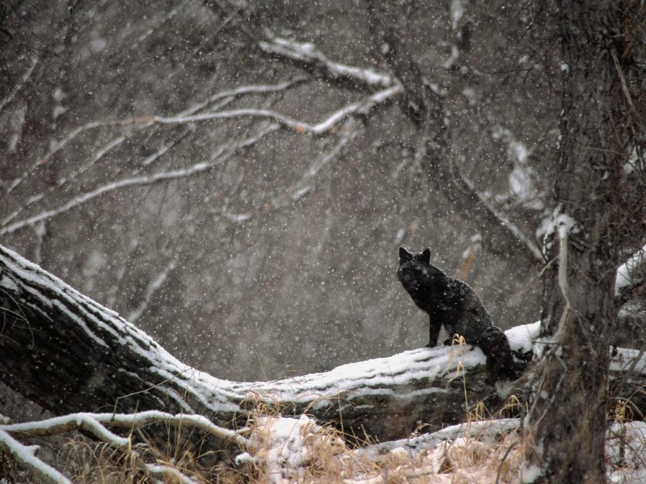обои Черная лиса в снежную пору фото
