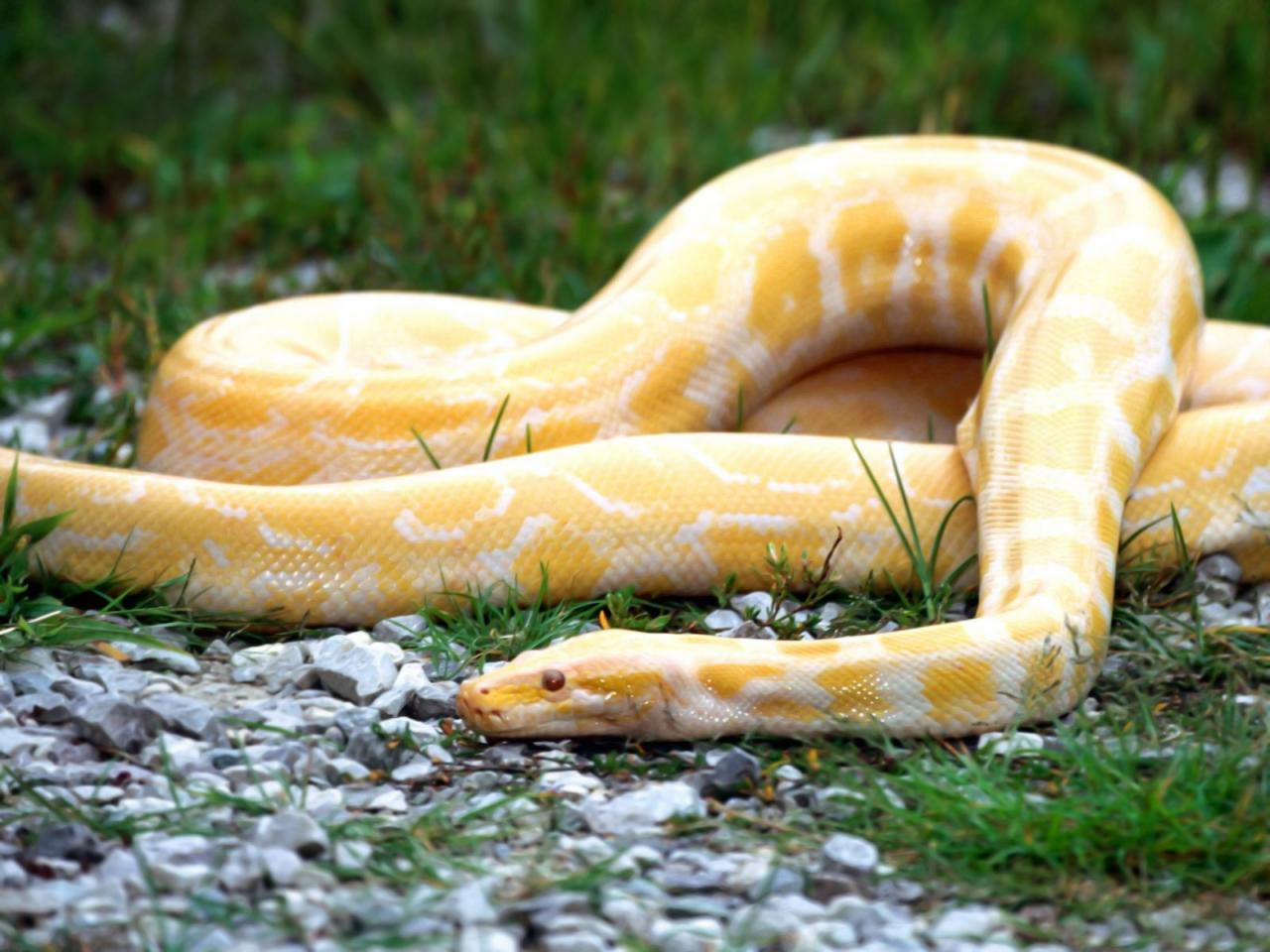 Желтая земляная змея
