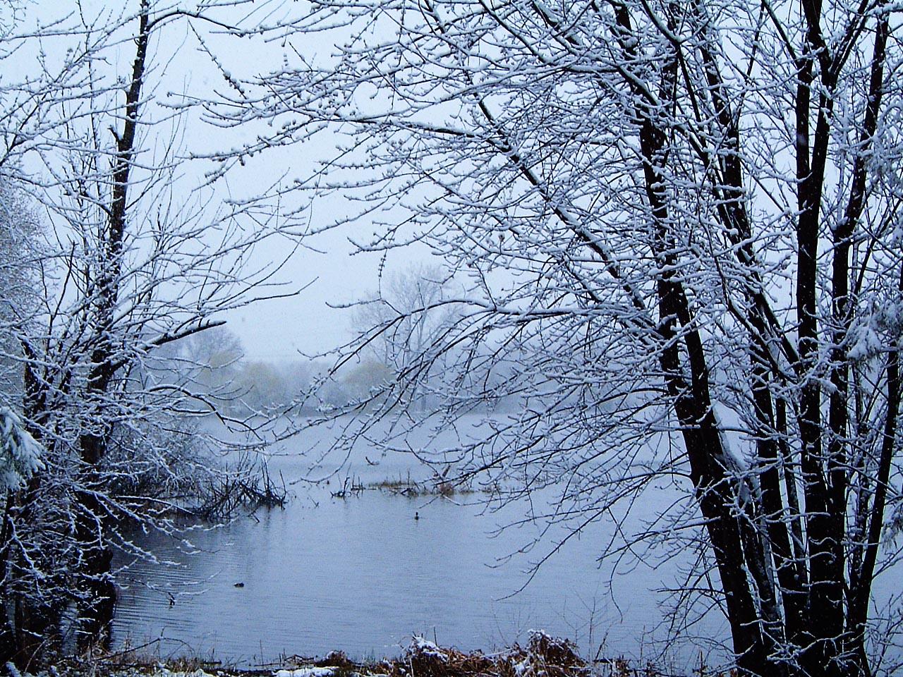 обои Зимние деревья фото