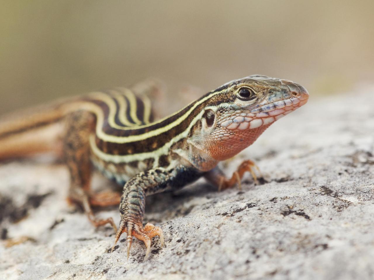 обои Texas Spotted Whiptail Lizard фото