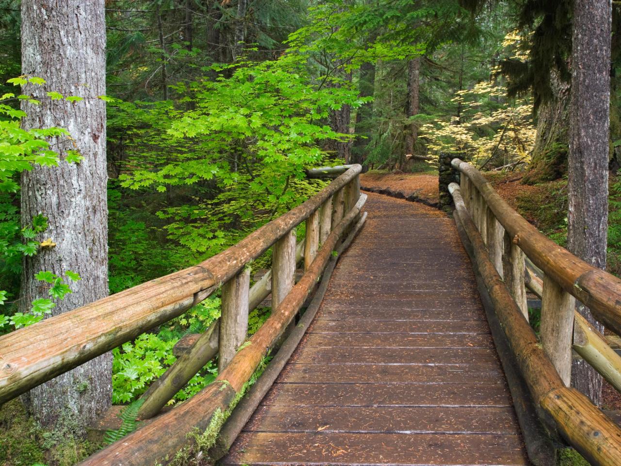 обои Trail to Sahalie Falls,   Willamette National Forest,   Oregon фото