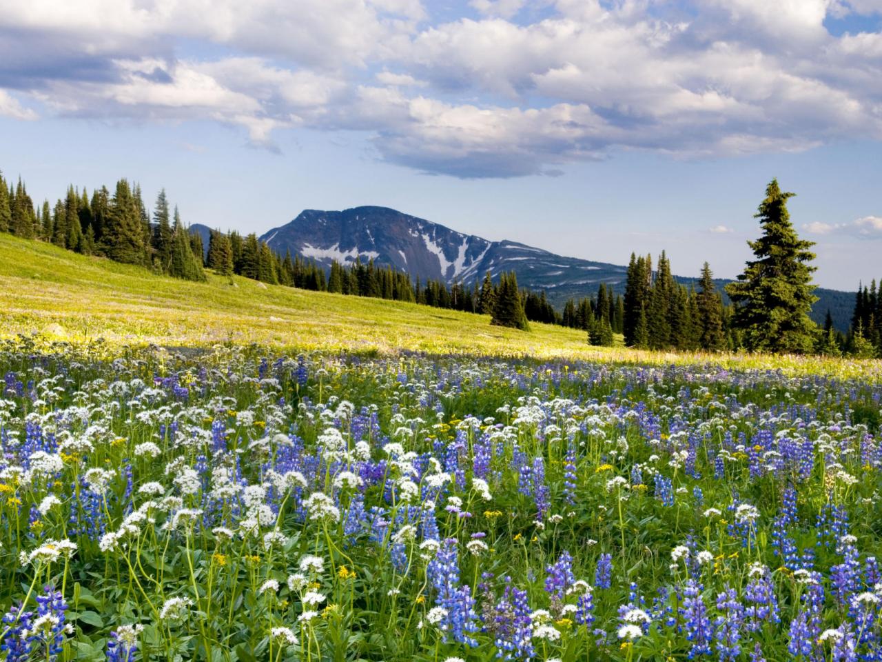 обои Trophy Meadows,   Wells Gray Provincial Park,   British Columbia,   Canada фото