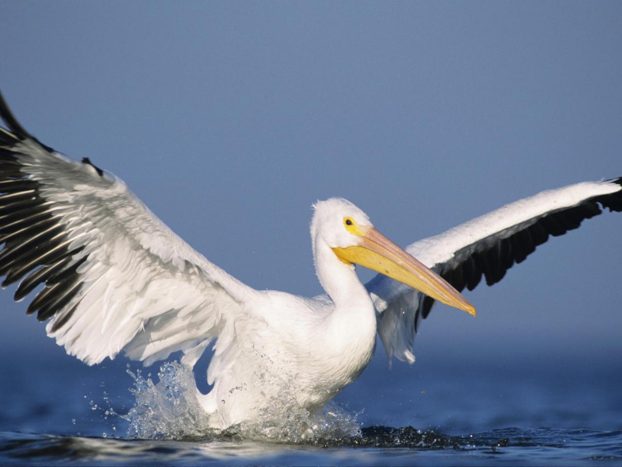 обои Water Landing,   American White Pelican,   Texas фото