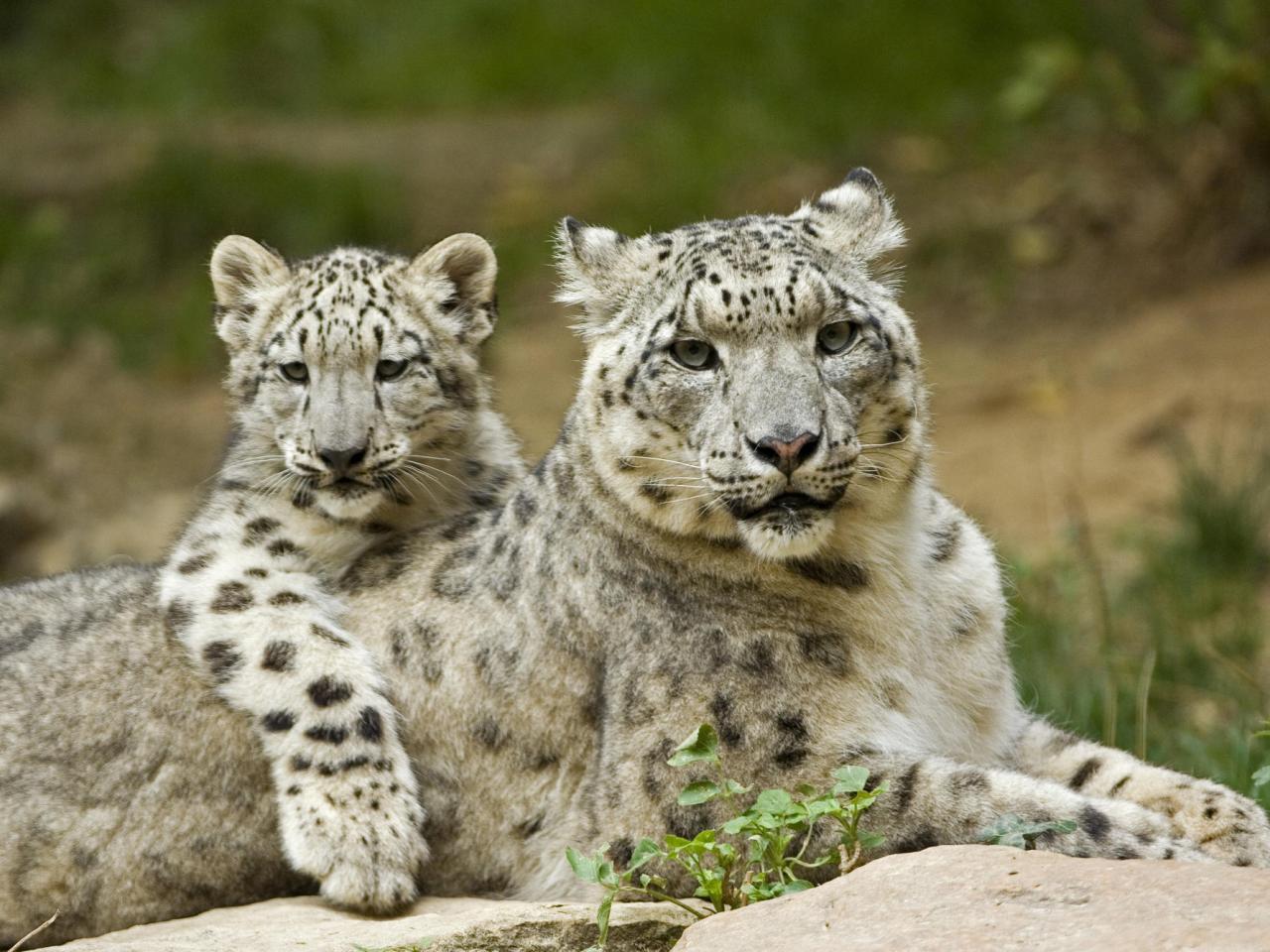 обои Snow Leopard Mother and Cub фото