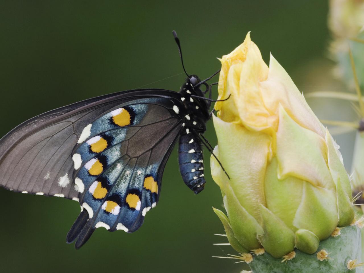 обои Pipe-Vine Swallowtail Butterfly on a Cactus Flower,   Texas фото