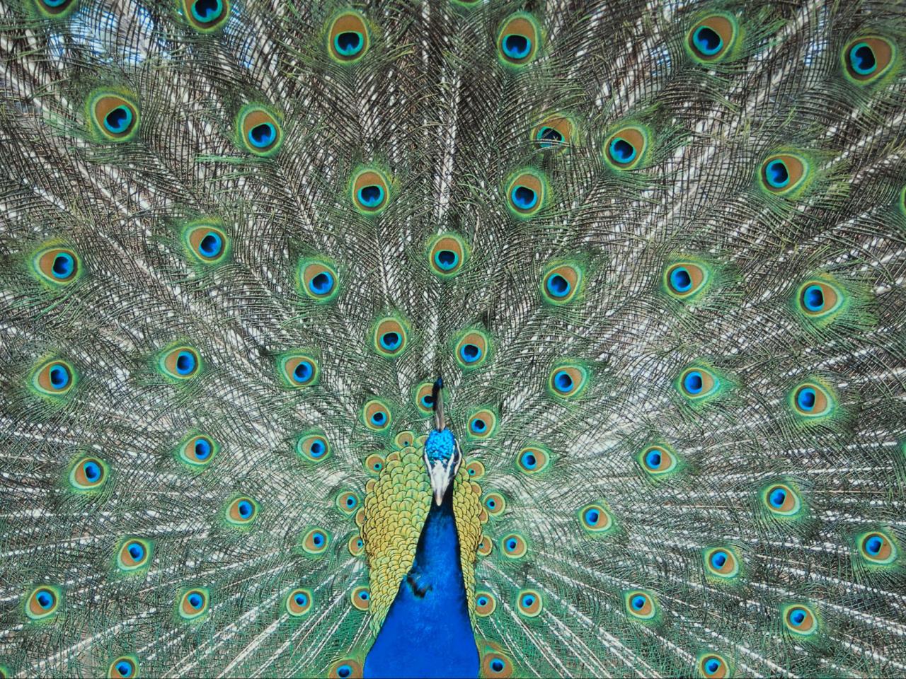 обои Proud Peacock фото