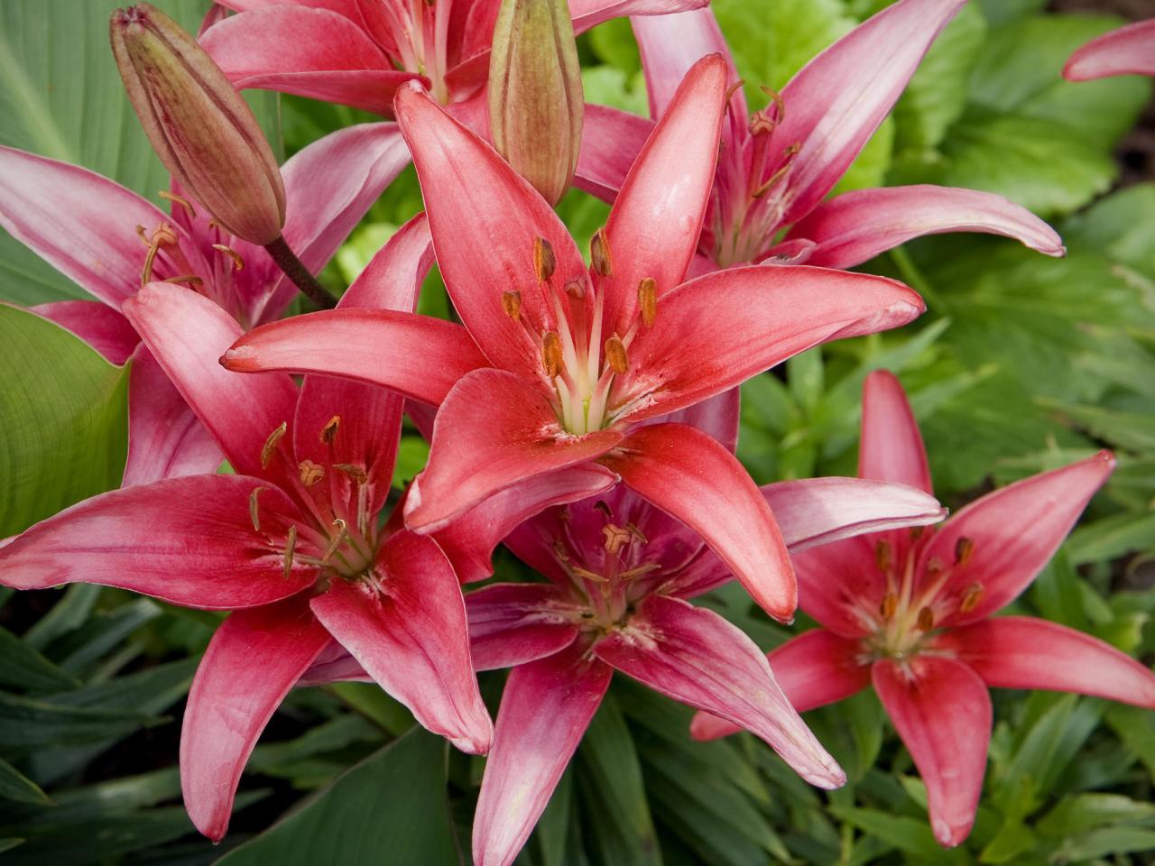 обои Red Lilies фото