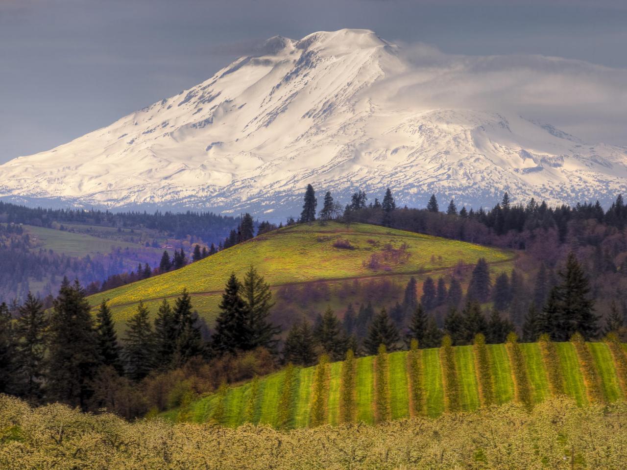 обои Mount Adams and Cherry Orchards,   From Hood River,   Oregon фото