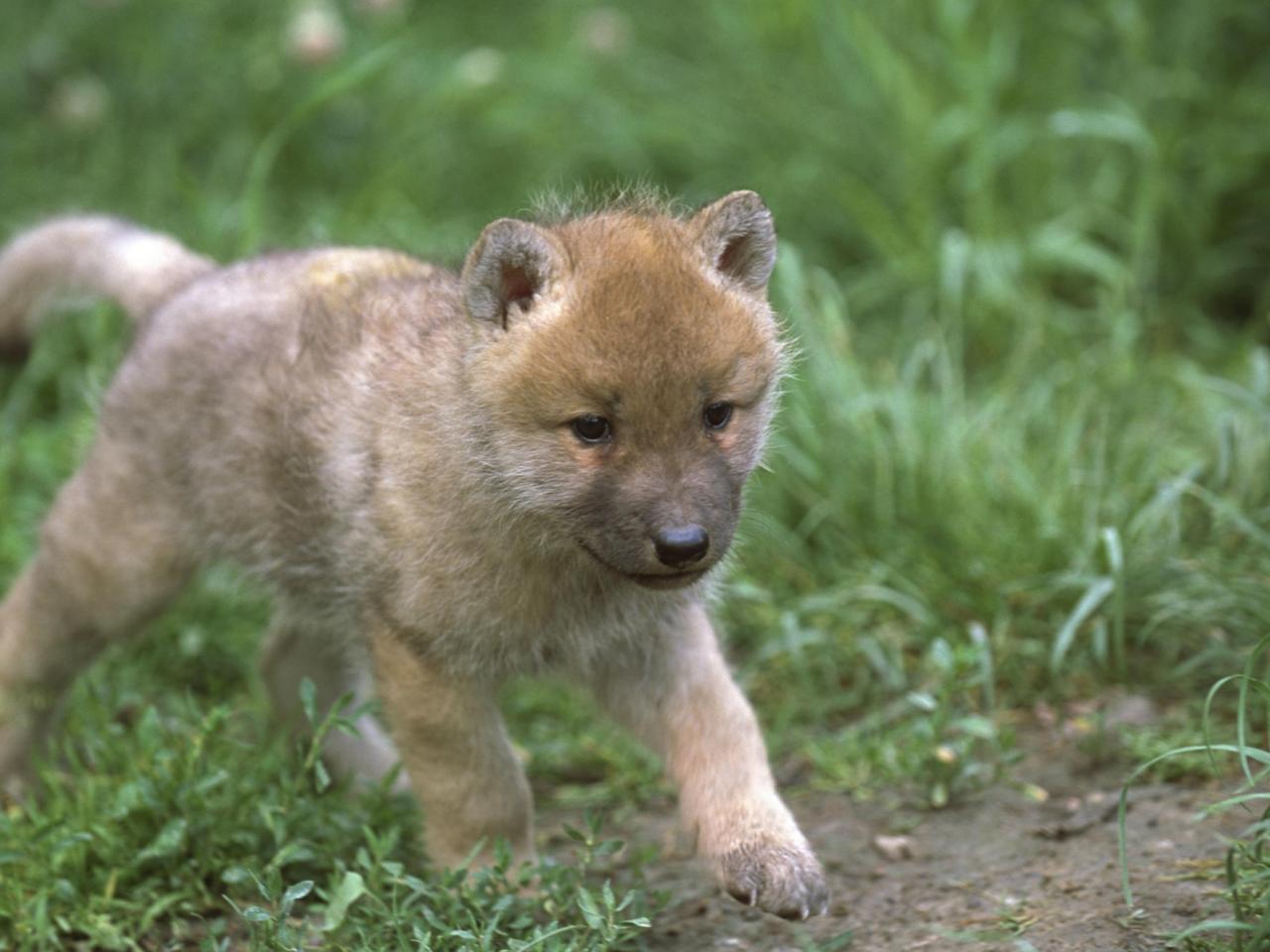 обои One-Month-Old Arctic Wolf Pup фото