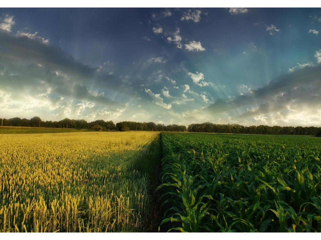 обои Nature Fields Horizon фото