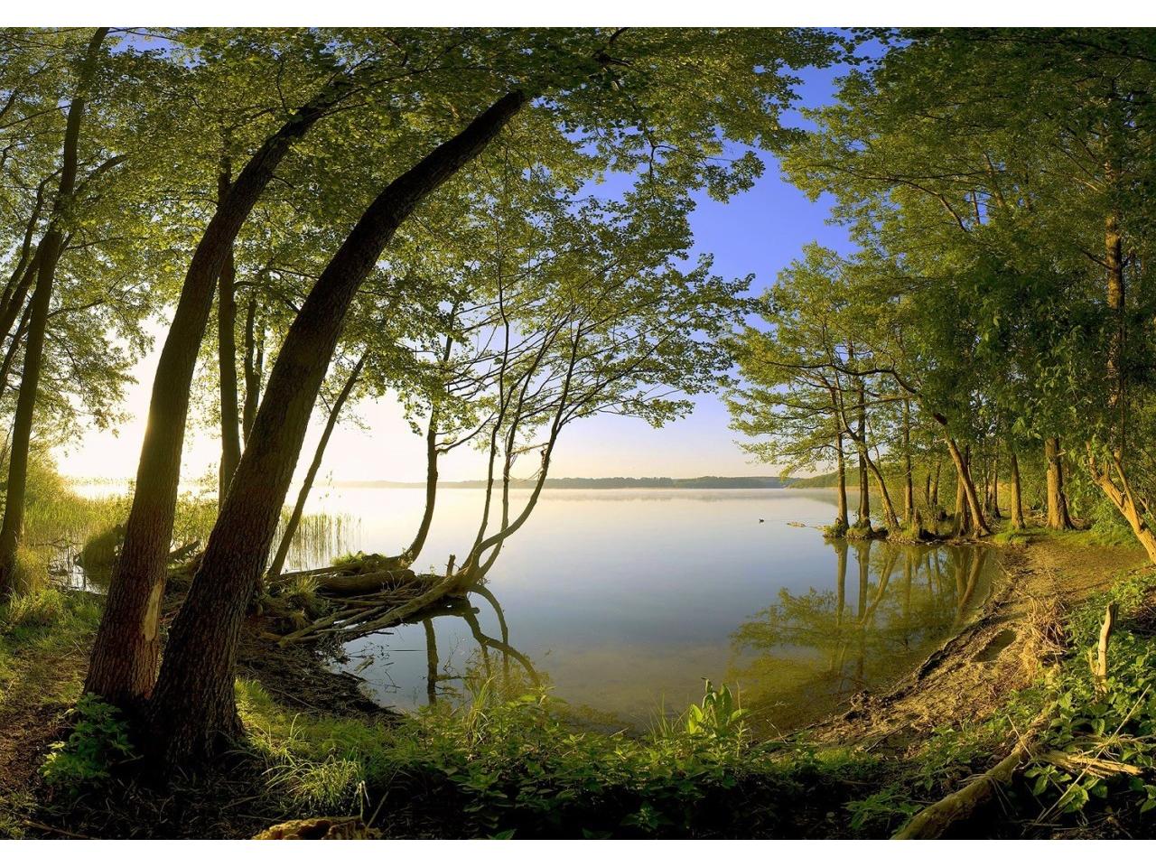 обои Nature Forest On the lake фото