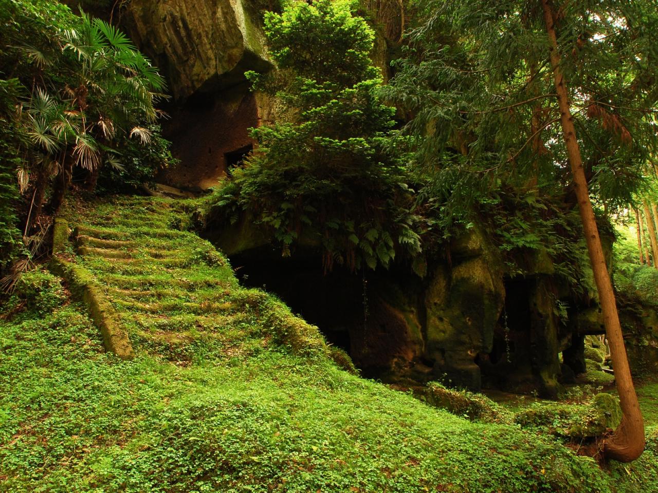 обои Nature Forest The temple in the jungle фото