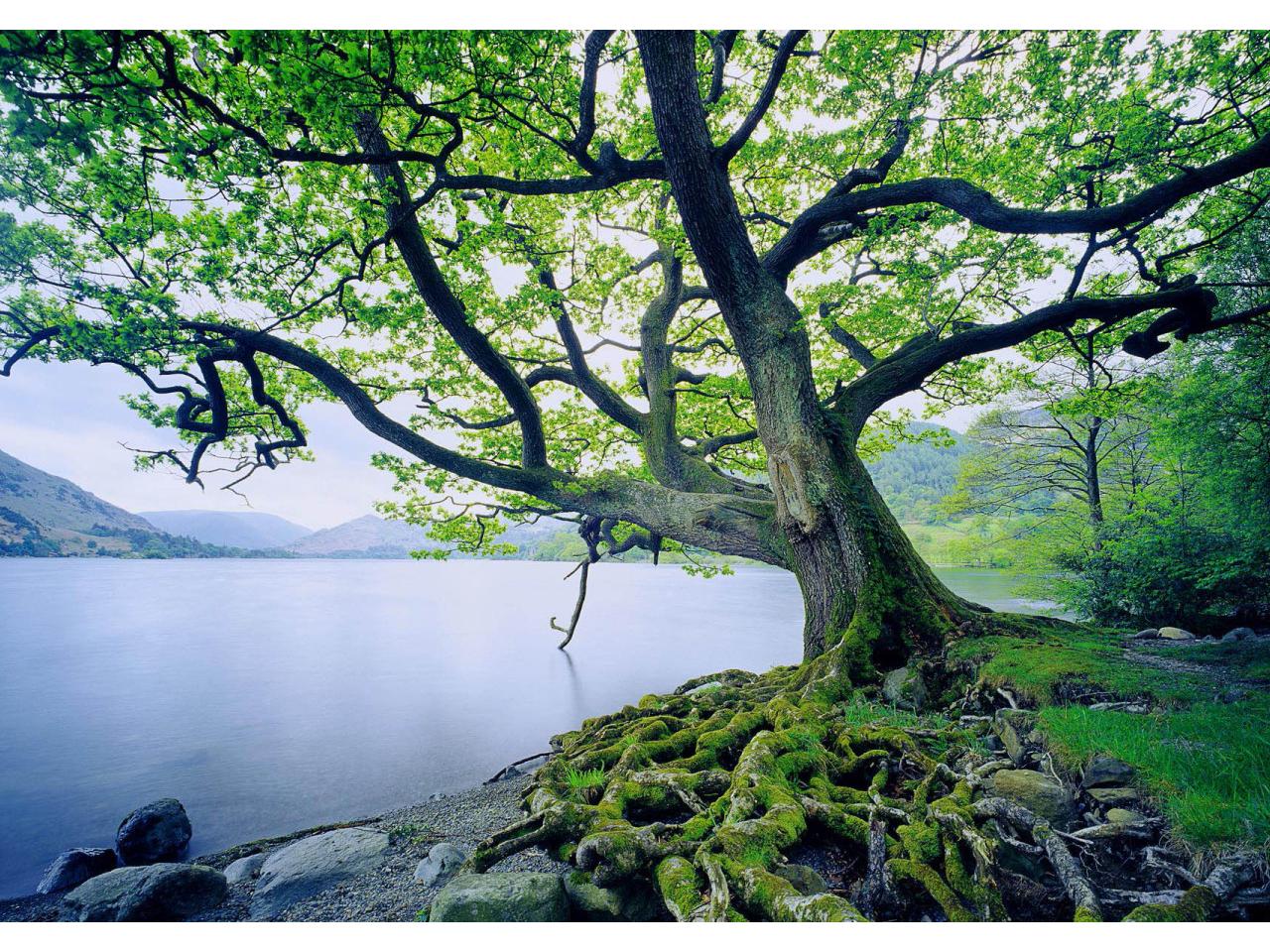 обои Nature Plants The tree on the shore of Lake фото