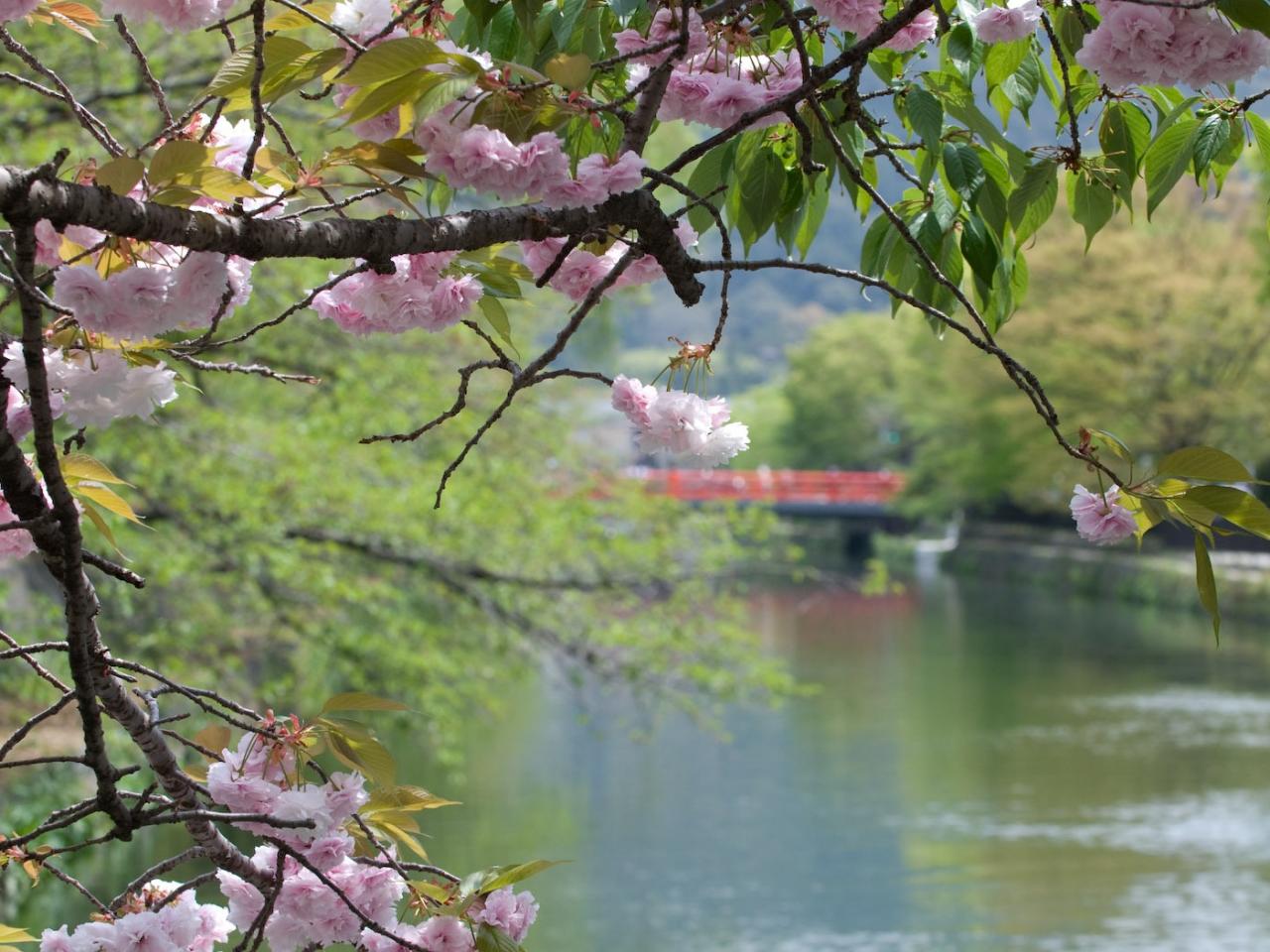 обои Городской пруд весной, под цветущей веткой дерева фото