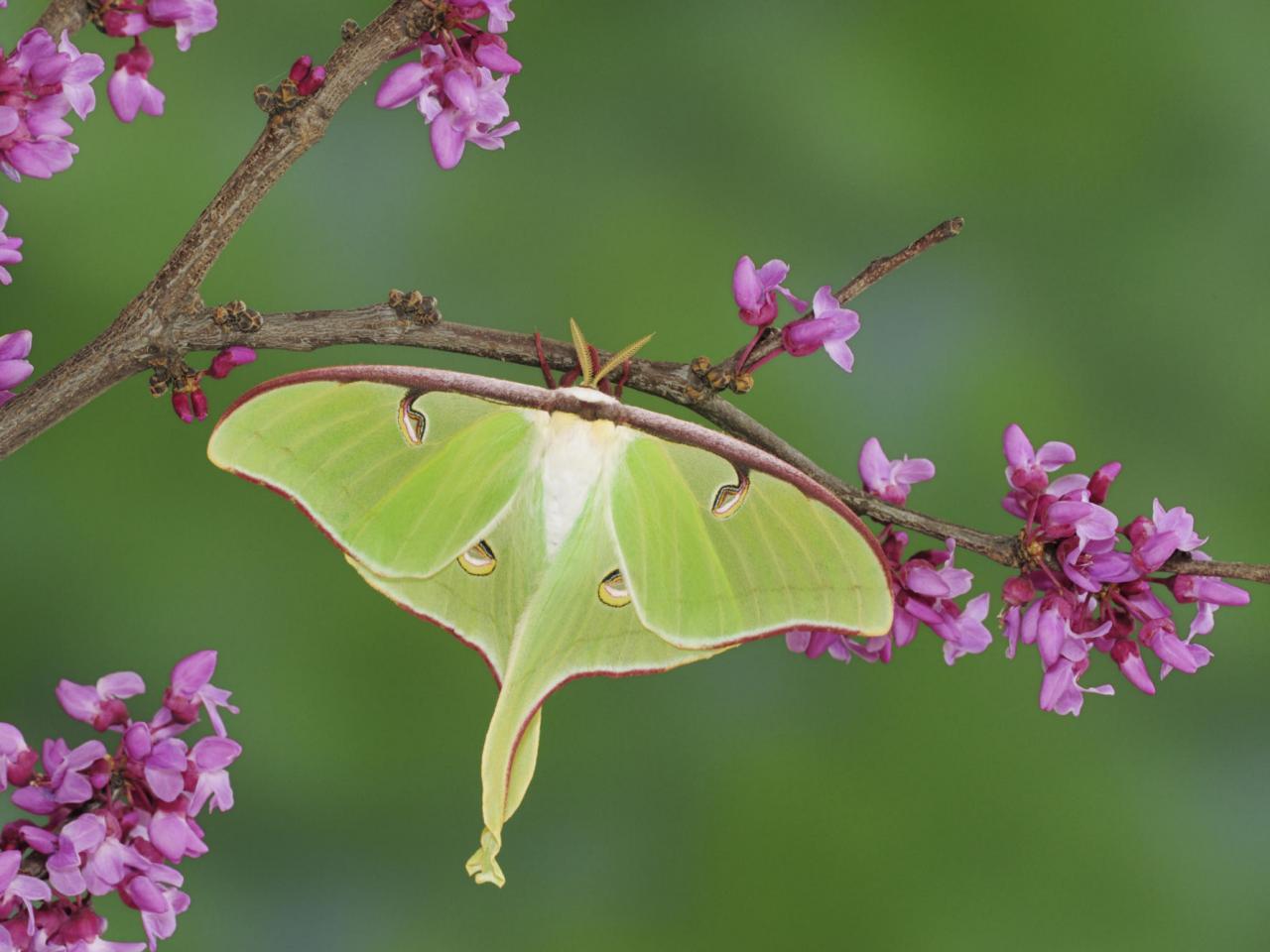 обои Luna Moth,   Texas фото