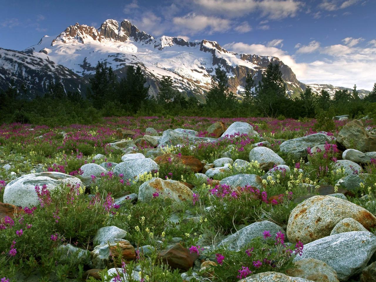 обои Rock Garden,  Alsek River,  British Columbia,  Canada фото