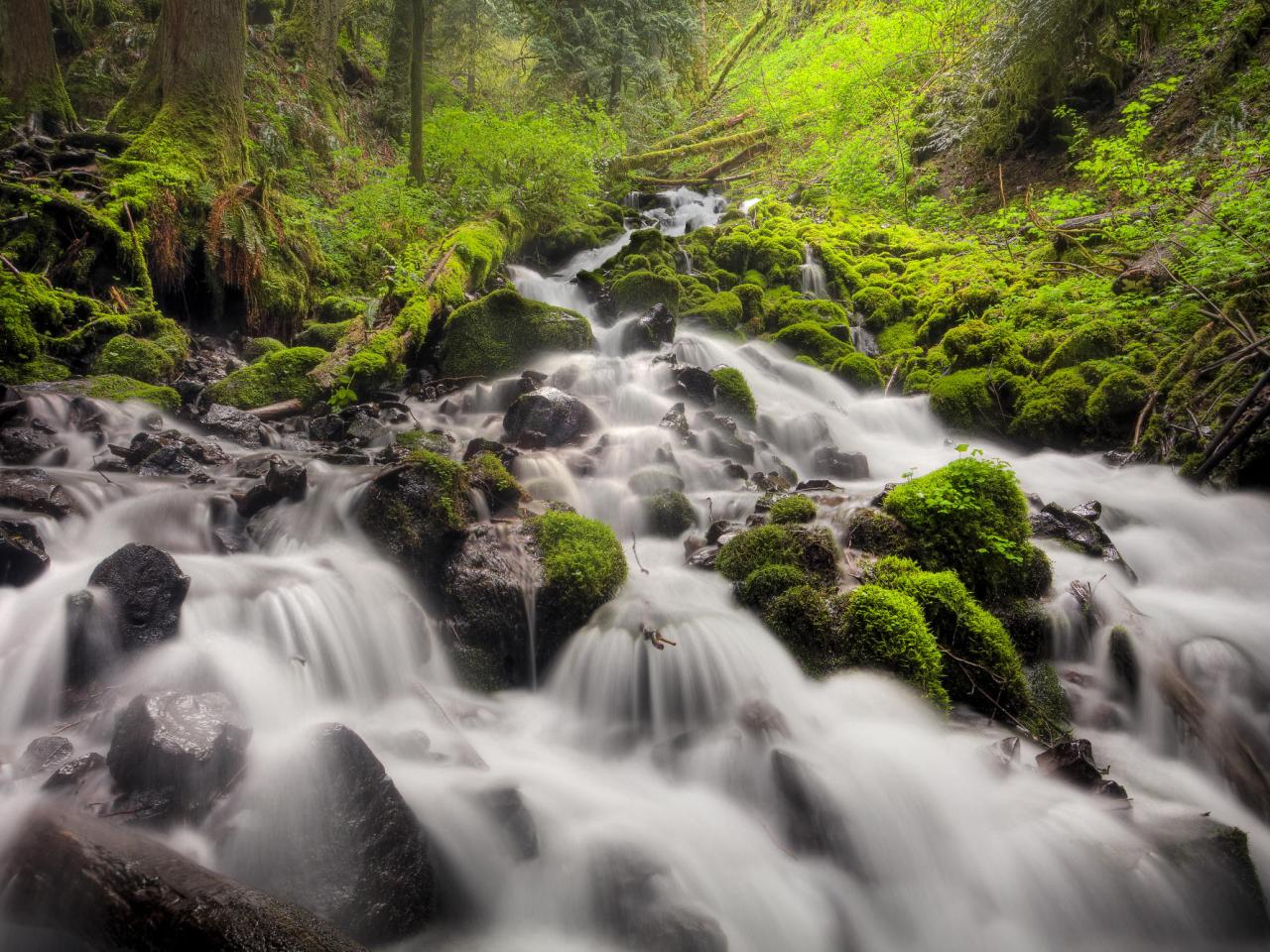 обои Fairy Falls Trail,   Columbia River Gorge,   Oregon фото