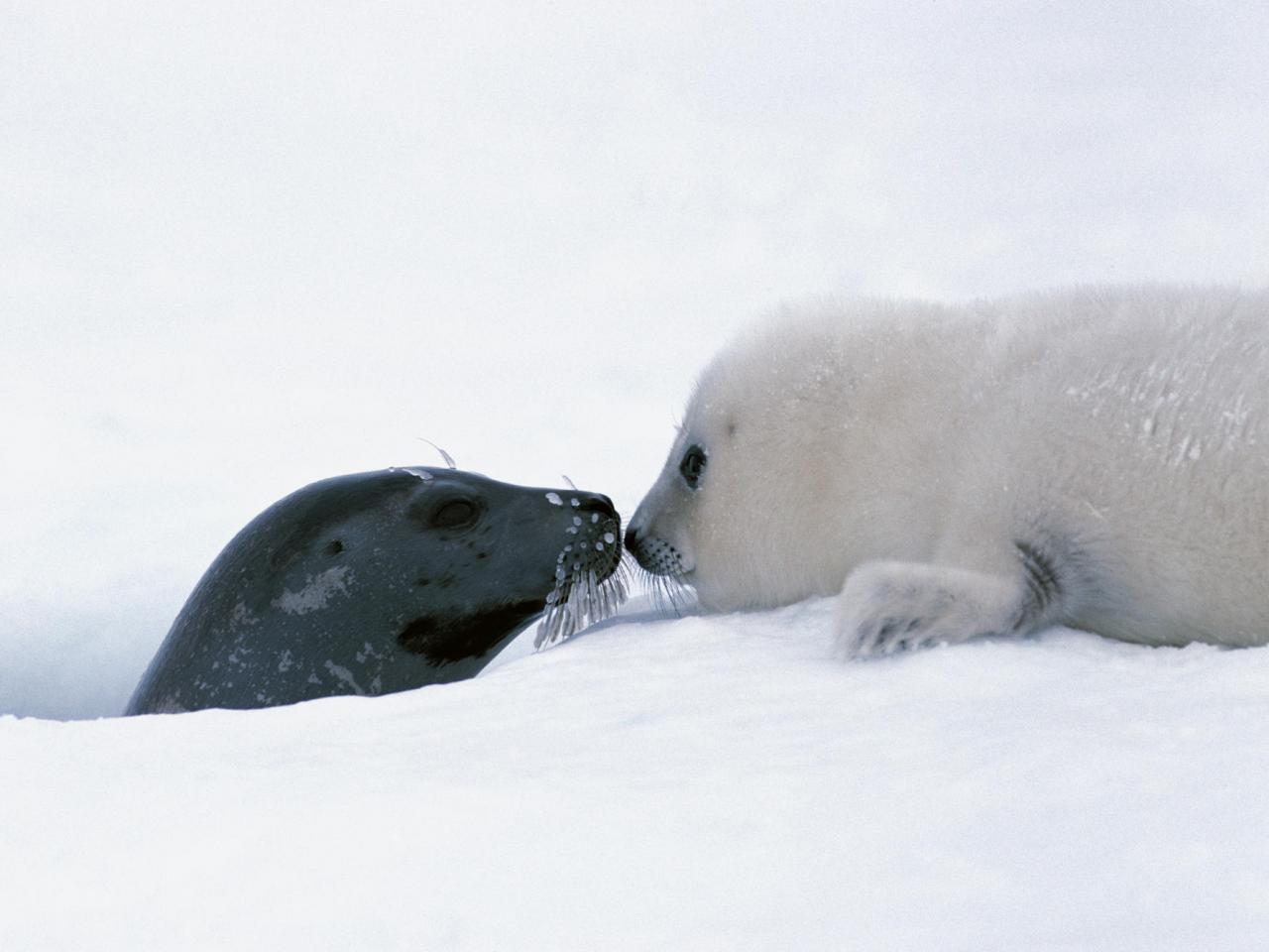 обои Harp Seal Mother and Pup Nuzzling,   Canada фото