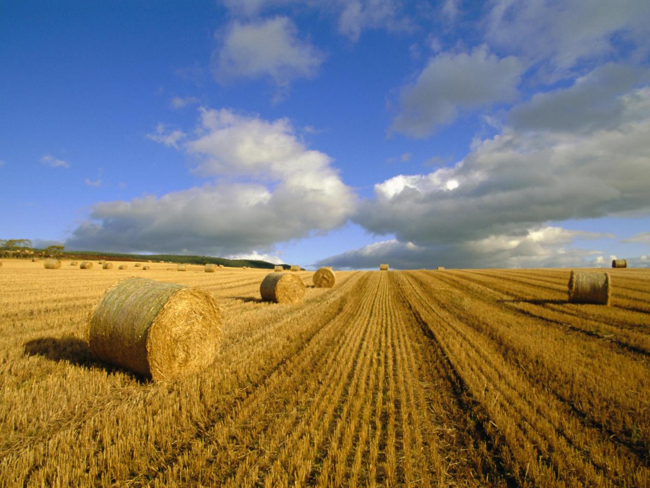 обои Hay Bales,   Near Contin,   Highlands Region,   Scotland фото