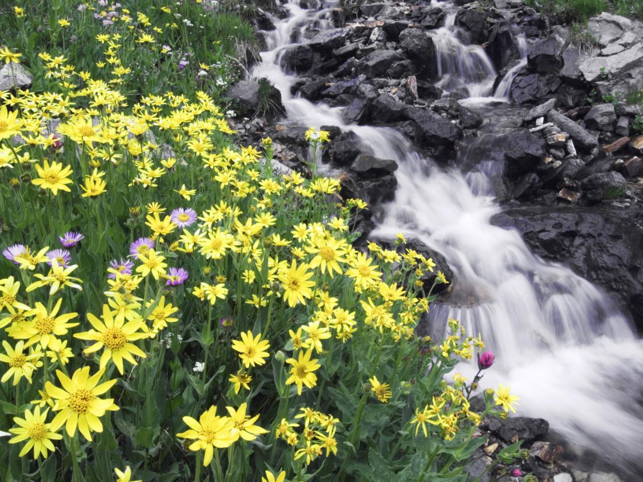 обои Heartleaf Arnica,   San Juan Mountains,   Colorado фото