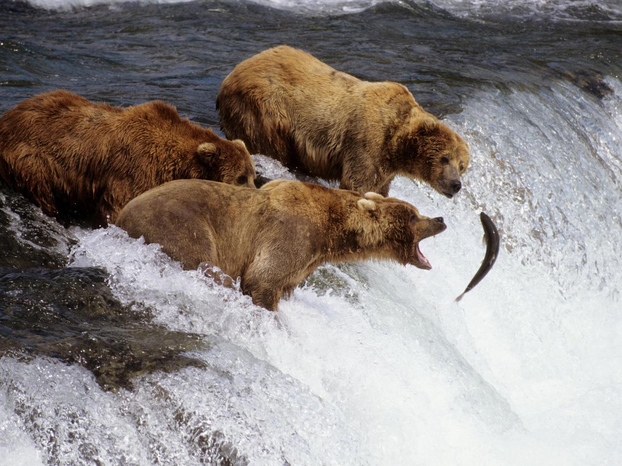 обои Brown Bears Catching Salmon,   Brooks River,   Katmai National Park,   Alaska фото