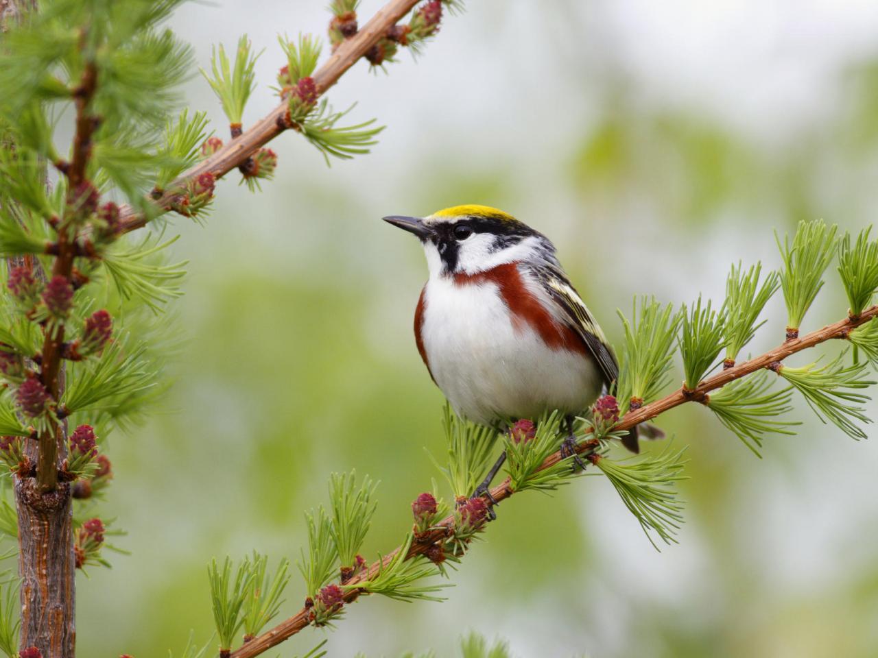 обои Chestnut-Sided Warbler,   Nova Scotia,   Canada фото