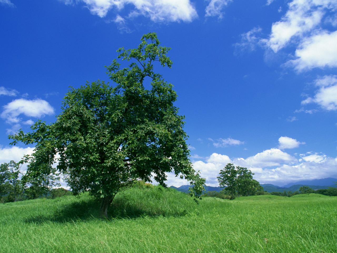 обои Зеленое дерево на поле фото