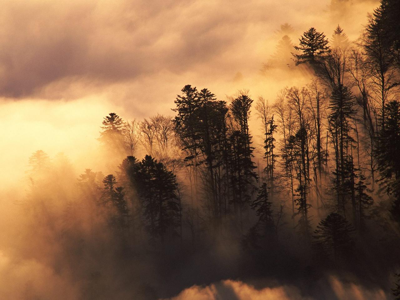 обои Woodland in Mist,   Vosges,   France фото