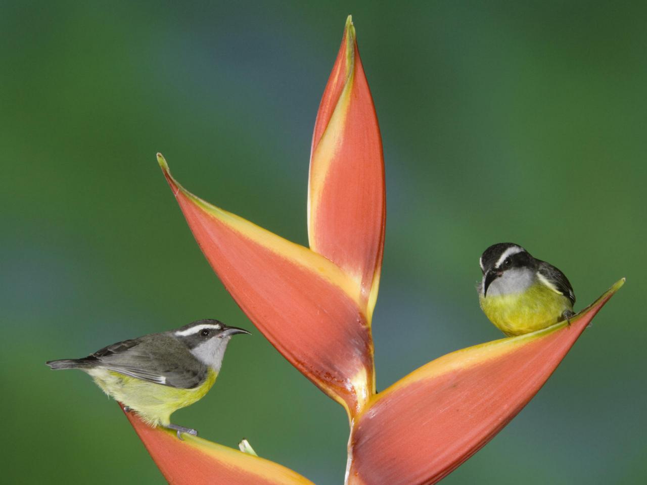 обои Bananaquit Pair on a Heliconia Plant,   Costa Rica фото