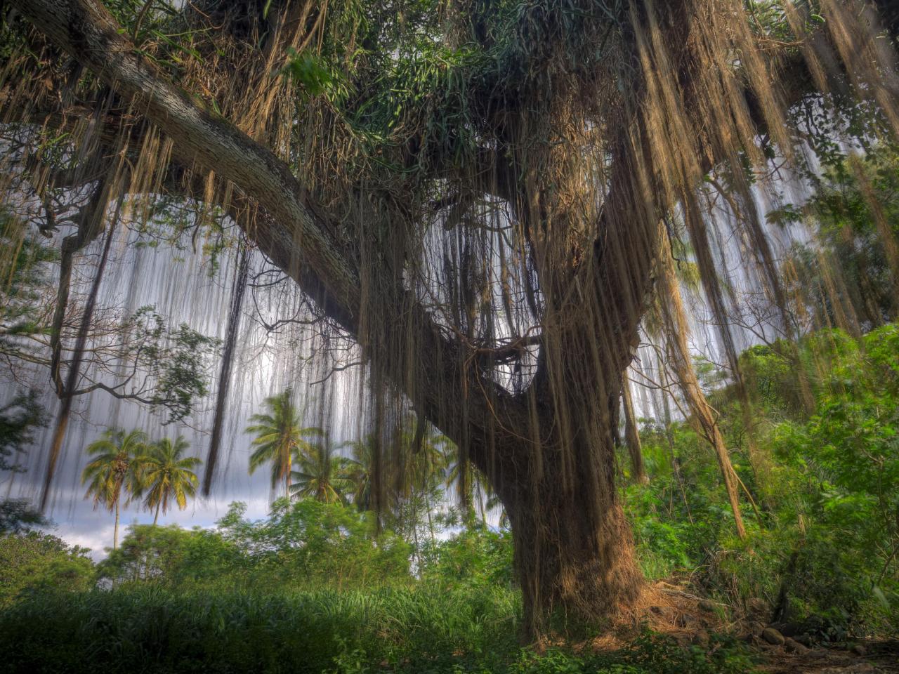 обои Banyon Tree,   Honula Bay,   Maui,   Hawaii фото