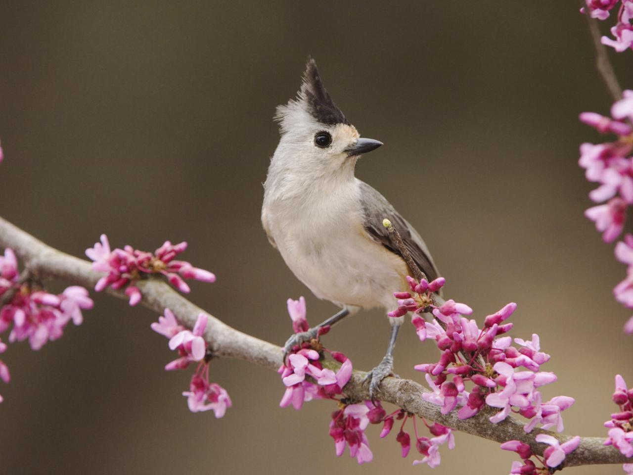 обои Black-Crested Titmouse,   Texas фото