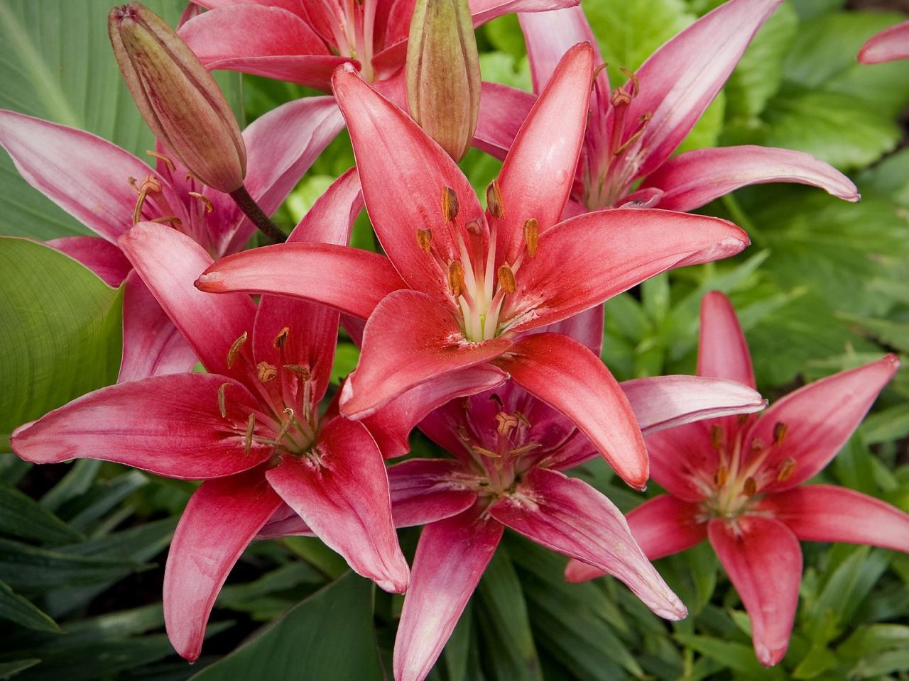 обои Red Lilies фото